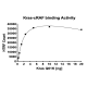 Kras Q61K–cRAF Binding Assay Kit